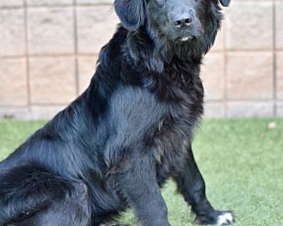 Rowen - Flat-Coated Retriever/Border Collie Mix Male Dog for Adoption