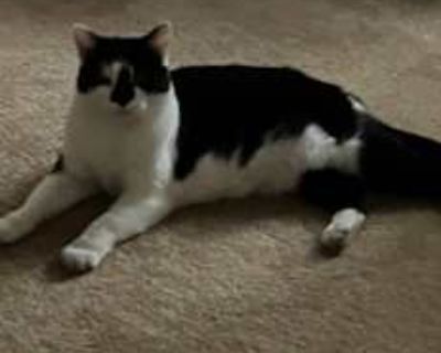 Biscuits original owner had to go to nursing home. She had always been only cat. Went ti relative but didn t get along with their cat. She then came to me, she doesnt get along with my cat. I found her a nice home with friends elderly sister where she was blossoming. That lady had to go to nursing home. I took her back because I didn t want her to go to shelter. I ve had her back since March 20...