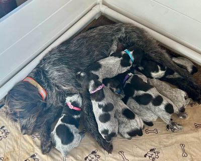 6 Male and 2 Female Wirehaired Pointing Griffon Puppies for Sale