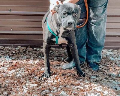 Joseph - Mixed Breed (Medium)/Pit Bull Terrier Mix Male Dog for Adoption