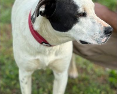 Tres - American Staffordshire Terrier / Australian Shepherd Female Puppy