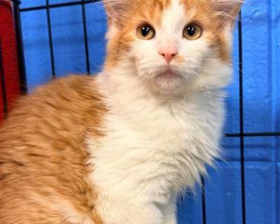 Randy - Domestic Mediumhair Male Cat for Adoption