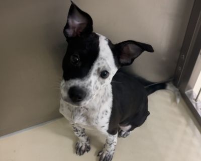 Health Spayed / neutered.. Puppy Female Small Tricolor (Brown, Black, & White)