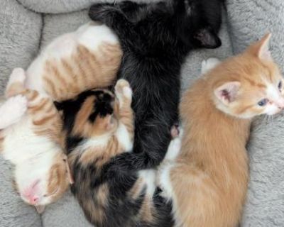 Fantastic Four - Domestic Female Kitten For Adoption