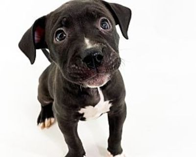 Jax - Pit Bull Terrier Male Puppy for Adoption