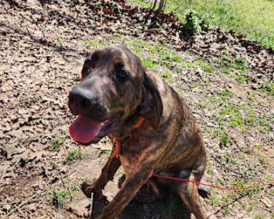 Pepper - Bloodhound/Cane Corso Mix Female Dog for Adoption