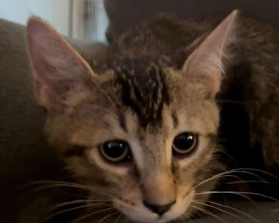 Bluey Jw - Domestic Shorthair Male Kitten for Adoption
