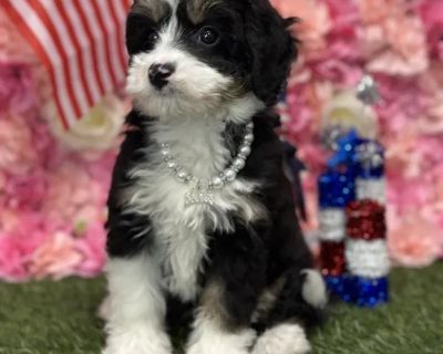 Nami - Female Mini Bernedoodle 2nd Gen Puppy for Sale
