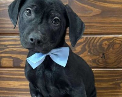 Sarge - Labrador Retriever Male Puppy for Adoption