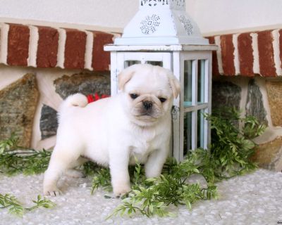 Vivi - 6 Weeks Female Pug Puppy for Sale