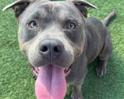 Adult. Gray/blue/silver/salt & pepper. Hair: short. Microchipped. Meet Mello, a sweet 1-year-old boy who started out feeling a little overwhelmed by the big, noisy shelter. The shelter originally got a -10/10 from him but the good news is that Mello is beginning to feel so much more confident and safe, and his adorable little personality is blooming more and more each day! Once he realizes he s...