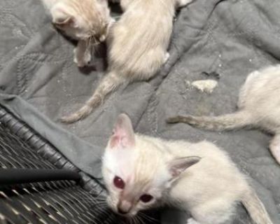 Snow Bengals 4 - Bengal Male & Female Kitten For Sale