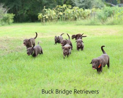 4 Male and 4 Female Labrador Retriever Puppies for Sale