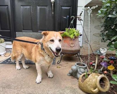 Big Dog - Corgi/Mutt Mix Male Dog for Adoption