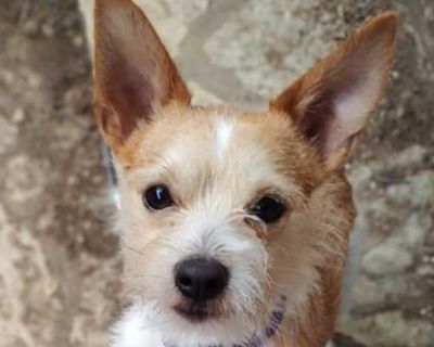 Isaac - Wirehaired Fox Terrier/Chihuahua Mix Male Dog for Adoption
