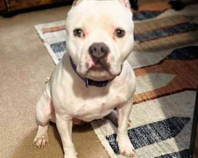 Moon - Staffordshire Bull Terrier Female Dog for Adoption