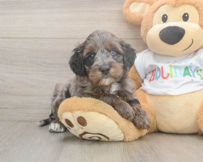 ATARI - Mini Goldendoodle Male Puppy for Sale