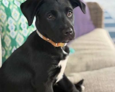 Pepper - Labrador Retriever Puppy for Adoption