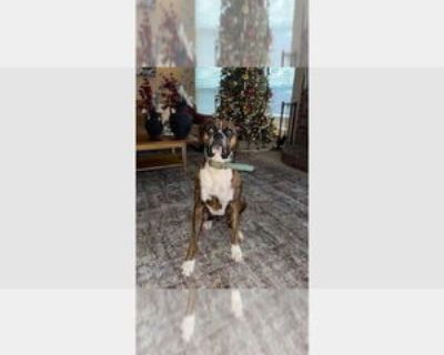 Luka II - Male Boxer Adult Dog for Adoption