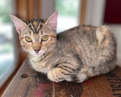 Gracie Mae - Domestic Short Hair Mix Female Cat for Adoption