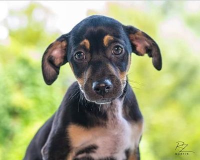 Avocado - Chihuahua/Dachshund Mix Male Puppy for Adoption