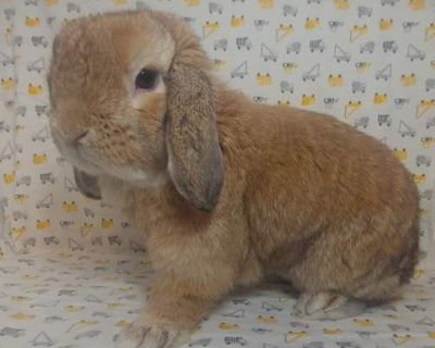 Tabasco - Lop-Eared Male for Adoption