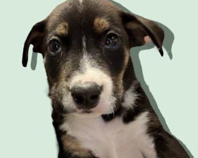 GREEK GOD LITTER: POSEIDON - Shepherd (Unknown Type) Male Puppy for Adoption