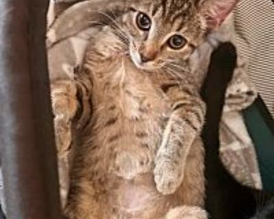 Emmy - Domestic Shorthair Female Kitten for Adoption