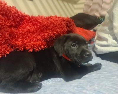 Female pups
