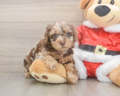 Meet Jade, our 5-week old Purebred Female Poodle Puppy. She is 2lb 2oz @ 5.1 weeks and estimated to grow to 7-12 lbs. Poodles are Cheerful, Intelligent, Lively. Age 5 weeks Birth Date 10/12/2025 Gender Female Current Weight 2lb 2oz @ 5.1 weeks Est Adult Weight 7-12 lbs Registry AKC Vaccinations Up-To-Date On All Shots Vet Inspection (inspected at 8 wks). Poodle Breed Info Elegant and fancy, hig...