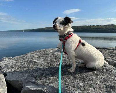 Casper - Chihuahua & Australian Shepherd Mix Male Dog for Adoption