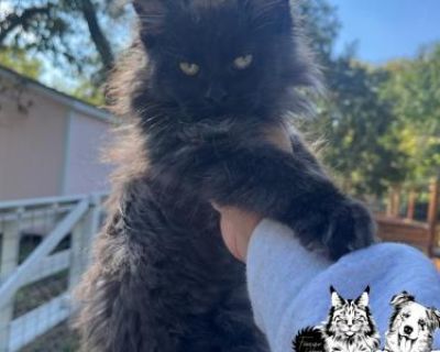 Show quality. Breeding not allowed. Registered. Kittens are given a 1 year health guarantee if contract is followed. First round of vaccine record will be provided. Our kittens are Tica registered & will receive registration paperwork once you have provided neutering information from your veterinary- shot records. I do NOT sell breeding right for our kittens. Hey all you cool cats & kittens!! W...