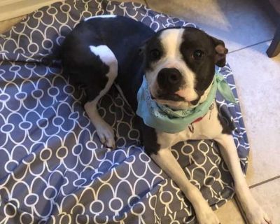 Adult. Black - with white. Microchipped. Vaccinated. Daisy is a beautiful 9 year old female Staffordshire Terrier Mix, around 60 lbs. Daisy is a calm, loving and an all-around good girl. She s very laid back and just likes to chill at home with her people. Daisy s main requirement is she needs to be the only pet in the home. Daisy is completely housebroken, crate trained and wonderful in the ho...