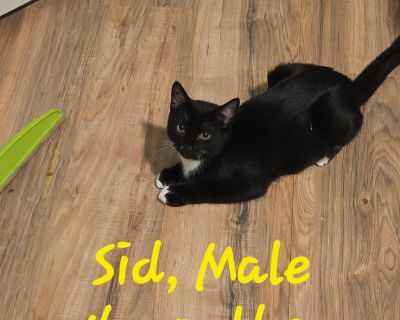 Sid was pulled for a high kill shelter in NC. He is a sweet boy, A little shy but coming around, loves to play and great with other cats. Needs a stable home to feel secure. Will make a great buddy. Completely vetted.. Characteristics Curious, Friendly, Playful, Independent, Gentle Coat length Short House-trained Yes Health Vaccinations up to date, spayed / neutered.. Young Male Medium Black & ...