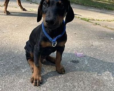 Sam - Doberman Pinscher Male Puppy for Adoption