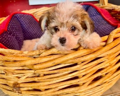 Poodles CALL. 504-259-2222 WE. Are happy to talk to you about what we have currently available. Our puppies and our adults are raised indoors under foot and loved on all day. Call for a time to come see what we have.! Everyone is UTD. On vaccines and wormings and we feed high premium and fresh food. Parents on site. 2 yr Guarantee Vet checked 504-259-2222