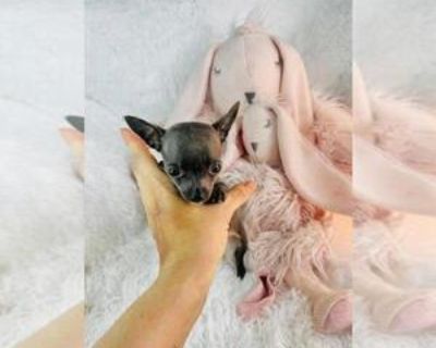 9 Weeks Old * Size at Maturity: Small * Availability Date: 11/11/2025 * Shipping Area: Worldwide * Payment Method: Paypal, Credit Cards, Cash *. Puppies range from $1550 and up. I can hand deliver to your home with my nanny for a low fee to any state. .dogboutiquestore call me 954-270-3284 I specialize in the tiny ones.