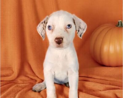 This dog is located in Newark,DE. If you're interested in this dog, please contact the foster directly:Darlene at 302-312-5129 or via email [email protected] . To submit an application please visit our site fur-everpaws.com Fur Ever Paws Dog Rescue is a small no kill rescue operating in the Delaware/Maryland area. We are a 501(c)(3) non-profit that rescues and places homeless, neglected or abus...