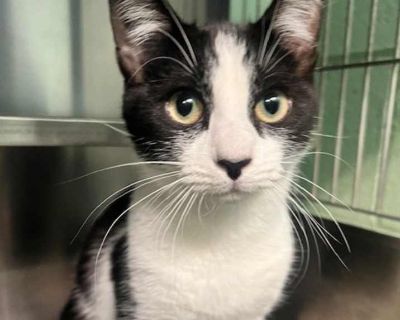 Belmont - Domestic Shorthair Female Kitten for Adoption