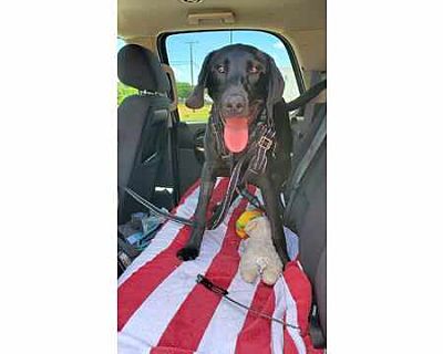 Weston - Labrador Retriever Male Puppy for Adoption