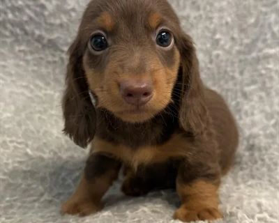 Jaxson - Male Dachshund Puppy for Sale