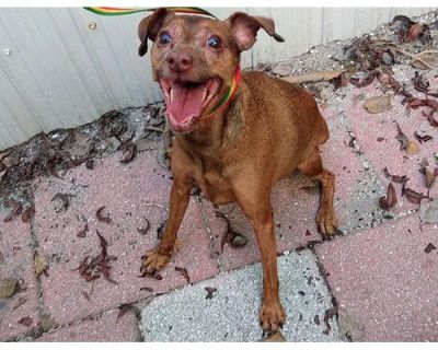 LOLA - Miniature Pinscher Female Dog for Adoption