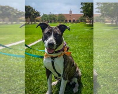 Young * Location San Diego, CA, 92108 USA USA *. Dog Breed: Labrador Retriever / Pit Bull Terrier / Mixed (short coat). Foster or forever home wanted, meet Baby Girl. Baby Girl is about a year old and arrived at the rescue with two other dogs, her sister Faith and mother Lila on May 15th. Baby Girl and the two other dogs were being cared for by an unhoused individual that loved all three of the...