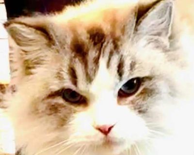 Angelika - Ragdoll Female Cat for Adoption