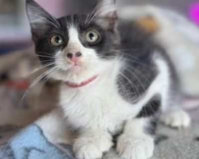 Caramel Apple - Domestic Long Hair & Tuxedo Mix Female Cat for Adoption