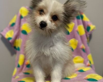 Introducing our Muppets Birthday 7/14/25 Pomeranian / Maltese mixes These 3 are working hard on pee pad training and crate training. Absolutely love other dogs, are A+ snugglers, and enjoy playing with all the toys possible. They are very people and dog friendly and would thrive with a dog companion although it's not a requirement. Fozzie Bear & Gonzo are males Miss Piggy is a female Pre-approv...