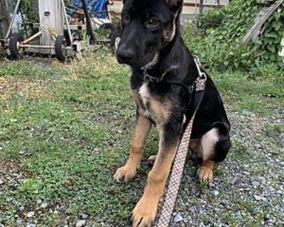 Zodd - German Shepherd Dog Male Puppy for Adoption