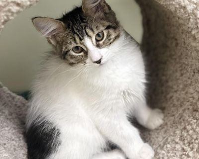 Lucy - Domestic Medium Hair Female Cat for Adoption