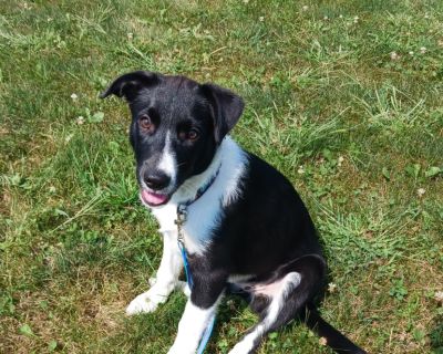 Brandy - Border Collie Mix Female Puppy for Adoption