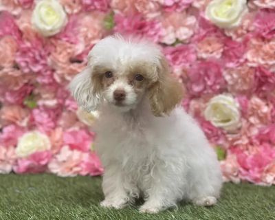 Emmie - Female Poodle Toy Puppy for Sale